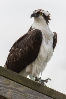 Osprey