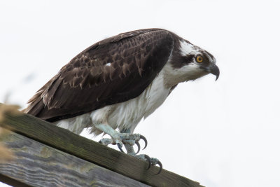 Osprey
