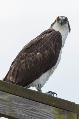 Osprey