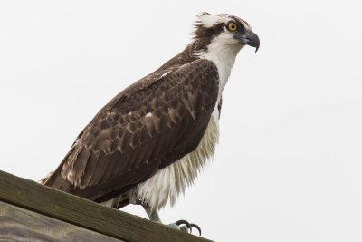 Osprey
