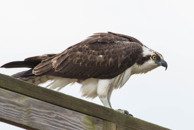 Osprey