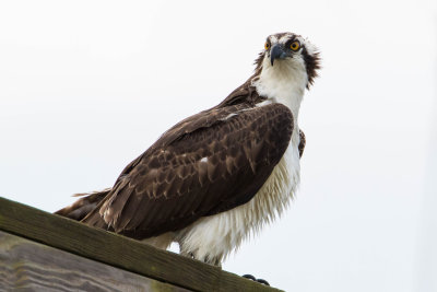 Osprey