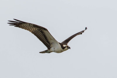 Osprey