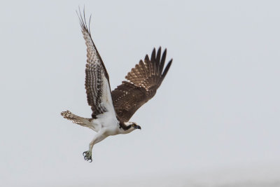Osprey