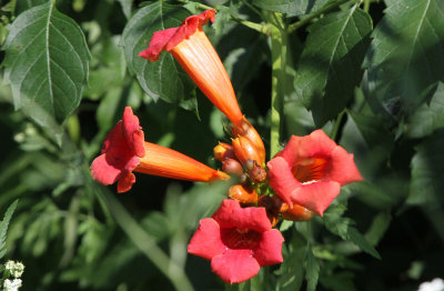 Chilhuly in the Garden at the Atlanta Botanical Garden