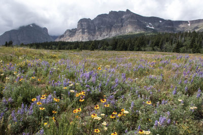 Meadow full of wildflowers along Going to the Sun Highway
