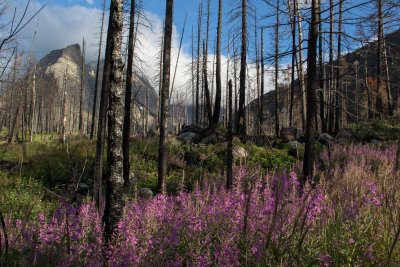 Fireweed growing in burnt area of forest