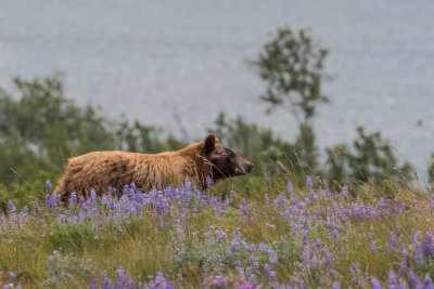 Cinnamon black bear and wildflowers along Saint Mary Lake