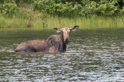 Moose at Fishercap Lake