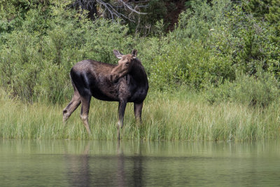 Moose at Fishercap Lake