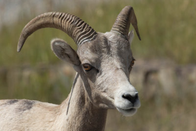 Bighorn sheep near Prince of Wales Lodge