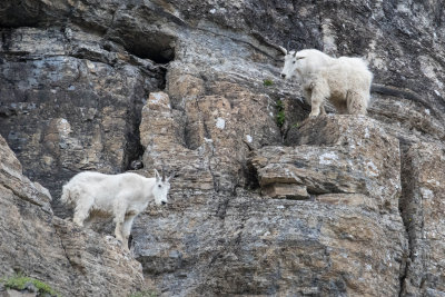 Mountain goats at Logan Pass