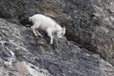 Baby mountain goat at Logan Pass