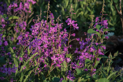 Fireweed