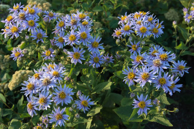 Purple Fleabane (Aster)