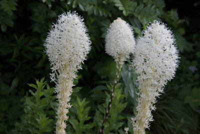 Beargrass