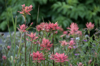 Indian Paintbrush