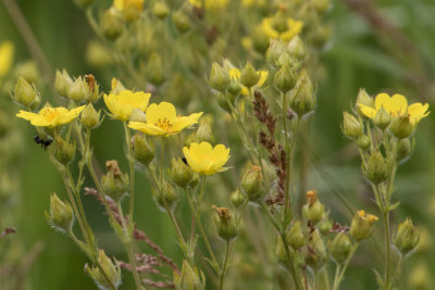 Cinquefoil