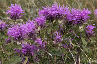 Bergamot