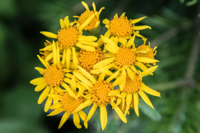 Arnica