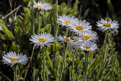 Fleabane