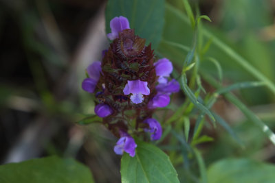 Self-Heal