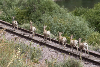 Bighorn sheep walking along railway tracks