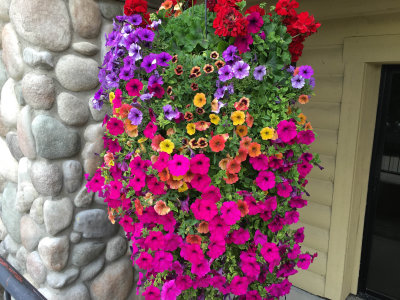 Hanging baskets at St Mary Lodge