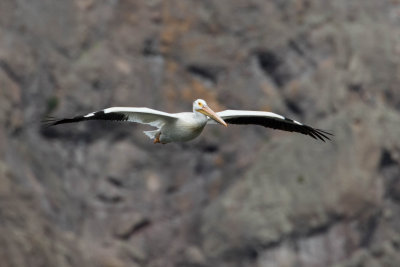 American white pelican flying along the Missouri River