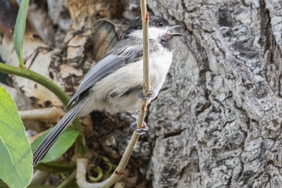 Black-capped chickadee