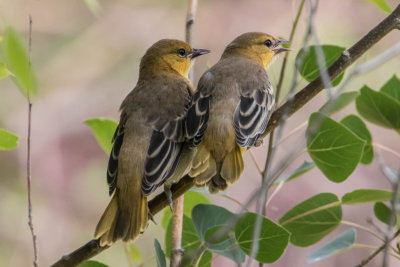 Baby orioles waiting to be fed