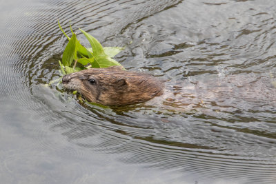 Muskrat bringing food to its babies