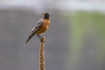 Robin