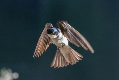 Tree swallow