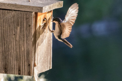 Tree swallow feeding its baby