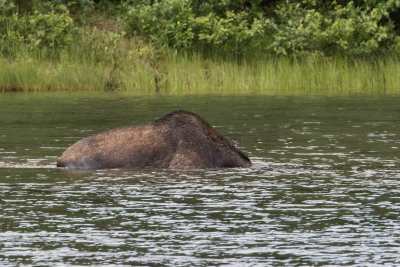 Moose grazing from the bottom of Fishercap Lake