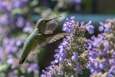 Hummingbird