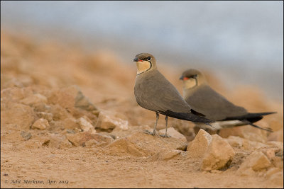 Collard Pratincole