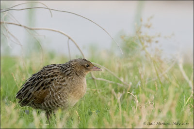 Corn Crake