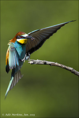 Bee-eater portraits
