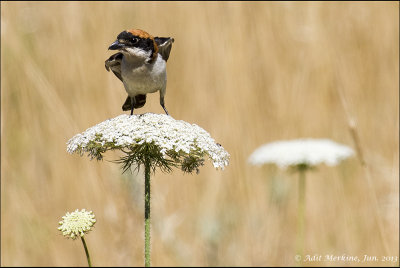 Woodchat Shrike