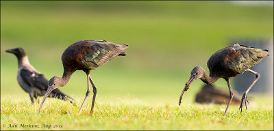 Glossy Ibis