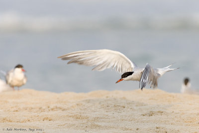 AM_05082013_C Tern_7204.jpg