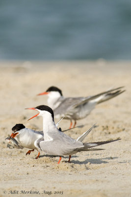 AM_05082013_C Tern_7294.jpg