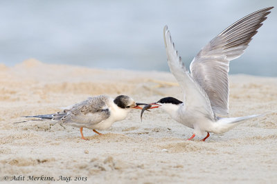 AM_05082013_C Tern_7183.jpg