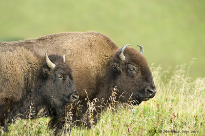 Bison