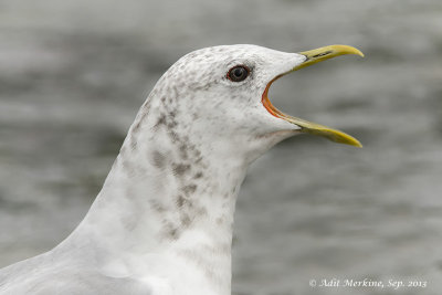 Mew Gull