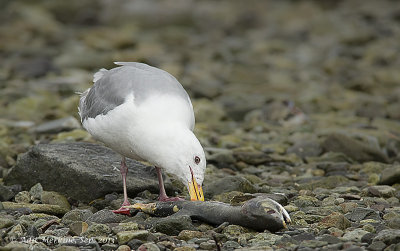 Glaucous Gull