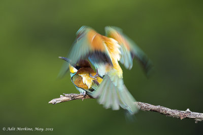 Bee-eater Special