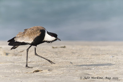 Waders Suborder